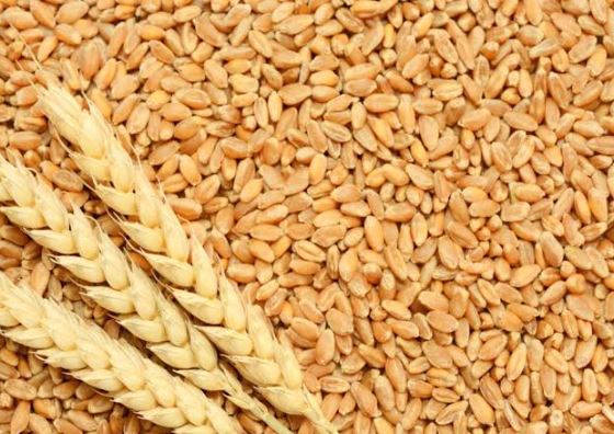 Wheat Seeds :