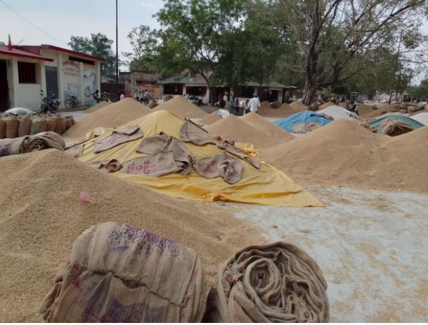 Bhatapara Market :  हैरान कर रही महामाया,धान में मजबूती बरकरार