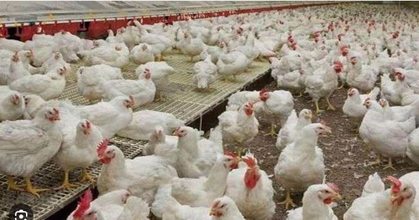 Poultry farming :