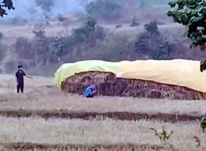 Bilaspur News : बेमौसम बरसात ने बढ़ाई किसानों की चिंता