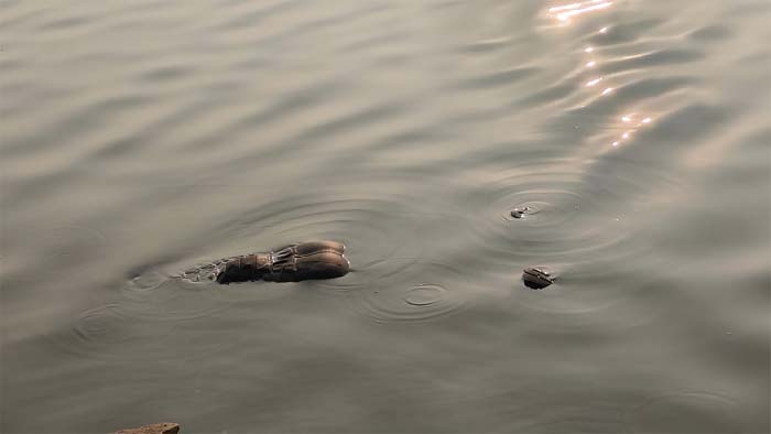 Telibandha Raipur : तेलीबांधा तालाब में मिली अज्ञात लाश....