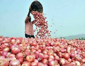 onion price today