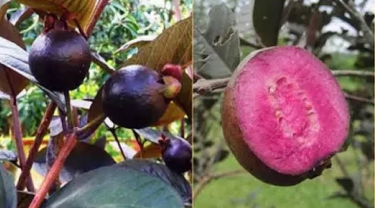 Black guava cultivation