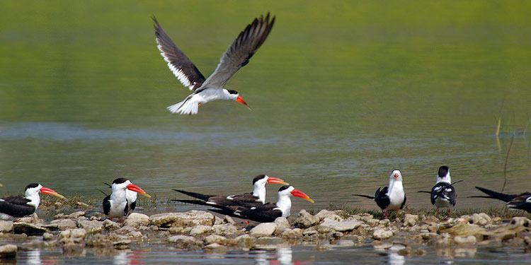 Migratory birds :