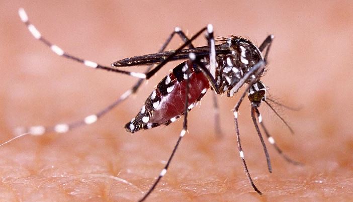 Dengue prevention :