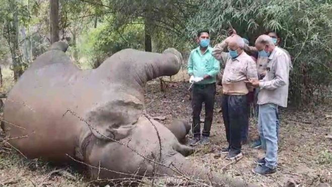 Death of Lormi Forest Elephant :