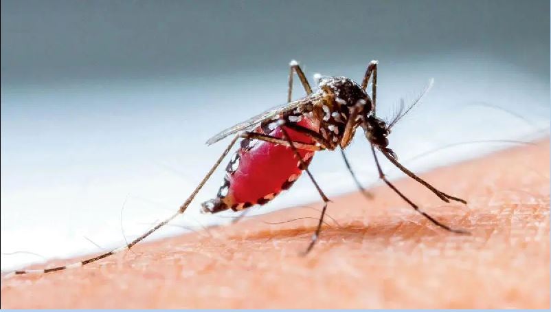 Dengue india :
