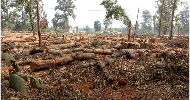 Bhanupratappur : कूप कटाई के नाम पर अवैध रूप काट दिया गया 56 वृक्ष