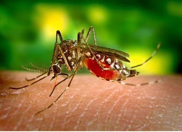 Dengue outbreak in Italy