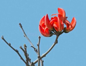 Happy Holi पलाश के फूलों का जंगल अब है वीरान, नहीं रही रौनक