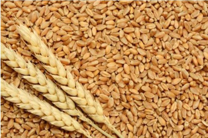 Bhatapara wheat Market