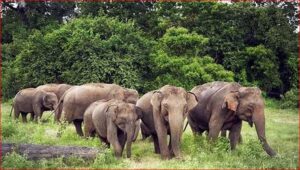 Korba Big News Today बड़ी संख्या में हाथियों की मौजूदगी से ग्रामीणों को खतरा,आधे घंटे तक बाधित रहा आवागमन