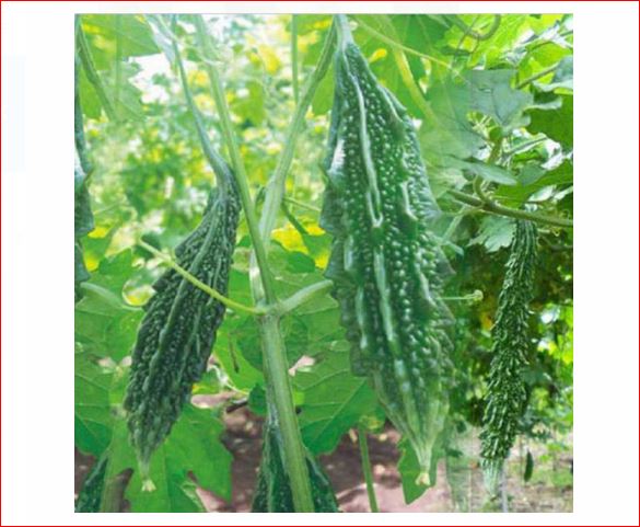  Bhatapara vegetable scientists