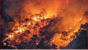 Orgy of fire in the forests of Uttarakhand : उत्तराखंड के जंगलों में आग का तांडव : आग की भेंट चढ़ चुका है इतना हेक्टेयर जंगल