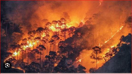 Orgy of fire in the forests of Uttarakhand : उत्तराखंड के जंगलों में आग का तांडव : आग की भेंट चढ़ चुका है इतना हेक्टेयर जंगल