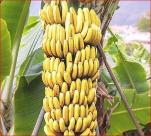 Banana  क्यों शरीर के लिए जहर बन जाता है इतना फायदेमंद फल