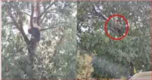 Madhya Pradesh Latest News ट्रांसफर रुकवाने हाई वोल्टेज ड्रामा : फांसी का फंदा लेकर पेड़ पर चढ़े कर्मचारी