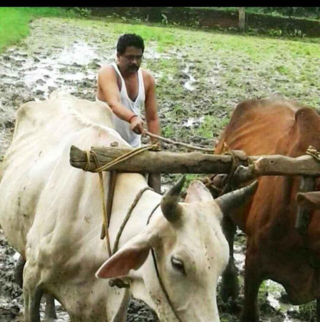 Saraipali Big News प्रथम किसानी तिहार अक्ति पूजा के बाद ग्रामीण क्षेत्रो में खेती बाड़ी का काम शुरू