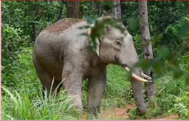 Forest Division Balrampur ग्रामीणों के लिए खतरनाक है दंतैल हाथी, वन विभाग लोगों  को कर रहा सावधान