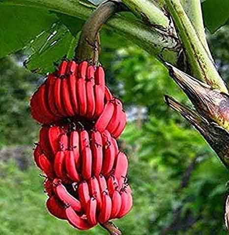 Red banana लाल केले को डाइट में जोड़ने से मिलेंगे ये 5 फायदे