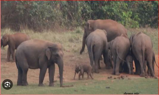chhattisgarh 22 हाथियों के दल का तांडव :  चिर्रा व गीतकुंवारी में फसल रौंद सरहद पहुंचे हाथियों का दल