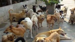 The problem of stray dogs is becoming an election issue :  आवारा कुत्तों की समस्या बन रही है चुनावी मुद्दा