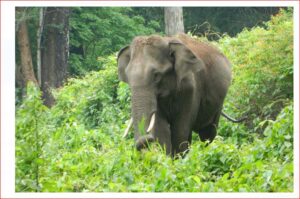Terror of elephants हाथियों का आतंक : तेंदु पत्ता तोड़ने गए रामकुमार को दंतैल ने कुचल कर उतारा मौत के घाट