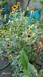 Sunflower दुर्लभ प्रजाति की सूर्यमुखी पर चल रहा अनुसंधान, एक पेड़ पर खिले 50 से अधिक फूल