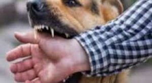 CG News: पागल कुत्ते के आतंक, 19 लोगों को बनाया अपना शिकार…