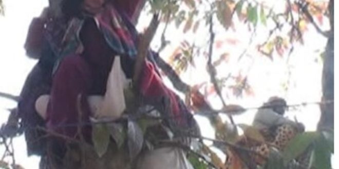 गले में फंदा डाल पेड़ पर चढ़ी महिला, घंटो किया पुलिस, पढ़े पूरी खबर…