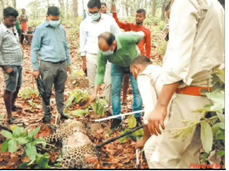 CG News: तेंदुआ का शिकार,कई अंग गायब, वन मंडल में हड़कंप