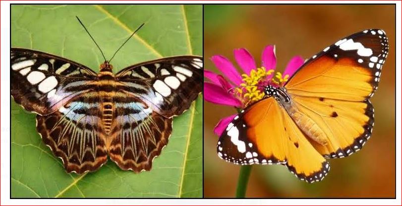 Butterflies : तापमान बदल रहा तितलियों का रंग-रूप