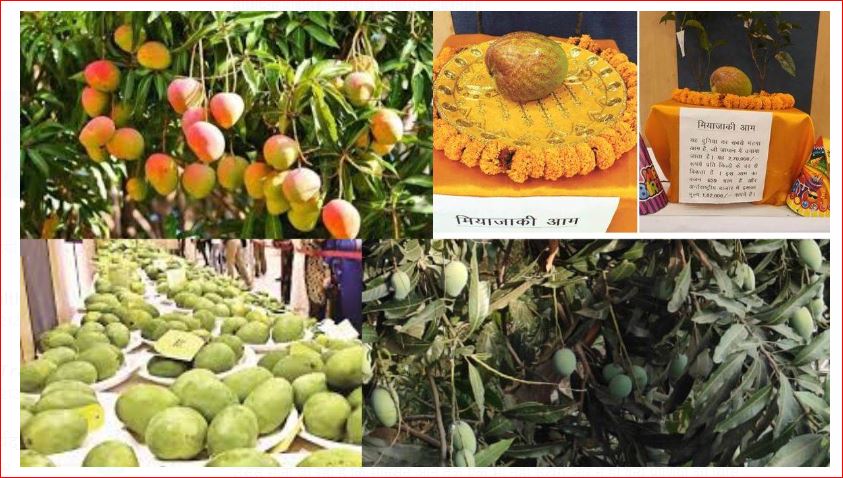 National Mango Festival : आम के शौकिनों में बड़ी बेसब्री, बिलासपुर के कृषि महाविद्यालय से पहुंचेंगे खास आम