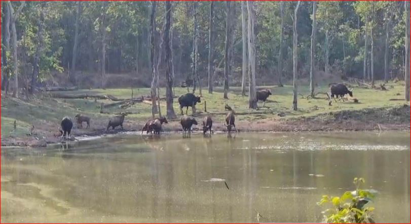 Achanakmar Tiger Reserve अचानकमार टाइगर रिजर्व के 400 जल स्रोत लबालब  : वन्य प्राणियों को प्यास बुझाने के लिए नहीं आना पड़ेगा जंगल से बाहर  