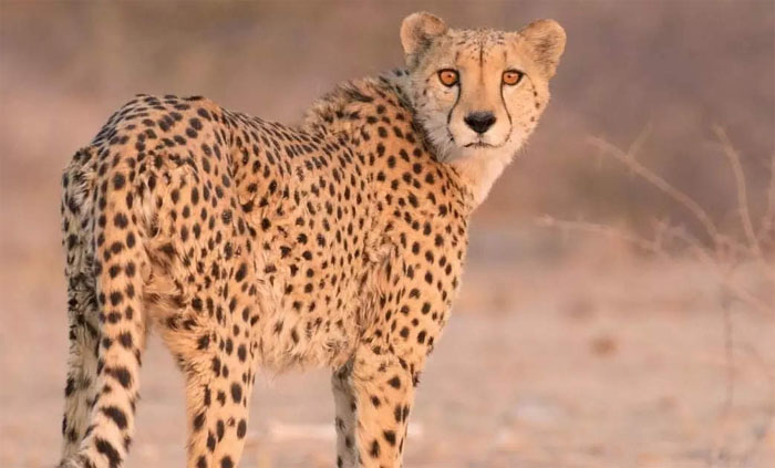 What Is Project Cheetah : आखिर प्रोजेक्ट चीता क्या है, इसे नामीबिया से ही क्यों लाया जा रहा ; जानिए इसके बारे में सब कुछ