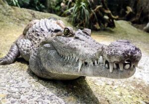 Crocodile Dangerous Animal : ये है दुनिया का सबसे खतरनाक जीव, निगल गया 300 लोगों की जान...फंदे मे फसना तो दूर बंदूक की गोली भी बेअसर
