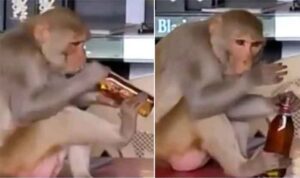 MP Shivpuri News : खुले मैदान में शराब पीता नजर आया बंदर, देखकर हैरान रह गए लोग