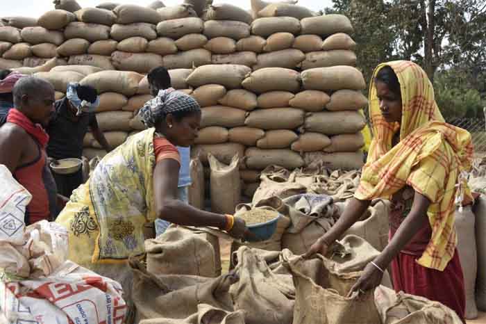 Dantewada Chhattisgarh : नए केन्द्र केशापुर में 14 गांव के किसानों से धान खरीदी