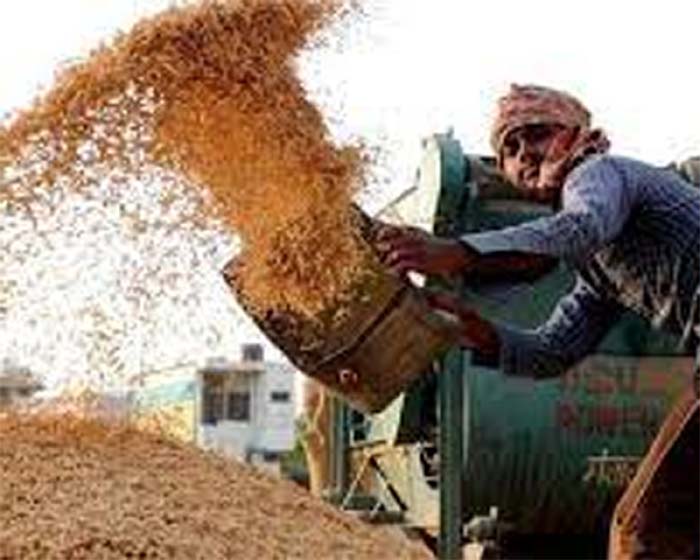 Purchase Of Paddy : अब तक समर्थन मूल्य पर किसानों से 95 लाख 29 हजार मीट्रिक टन धान की खरीदी