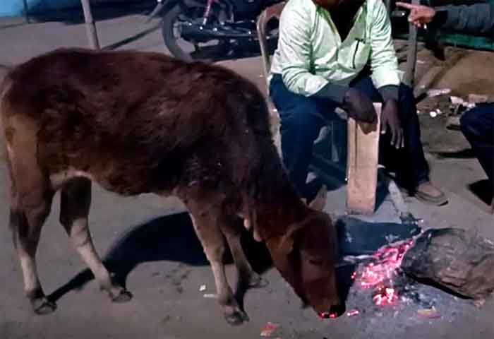 Chhattisgarh News : गाय के बछड़े ने खाया अंगारा, वीडियो देख आंखे पति रह जाएंगी
