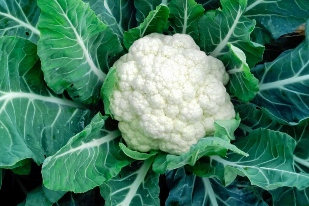 (Cauliflower)