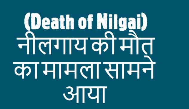 (Death of Nilgai)