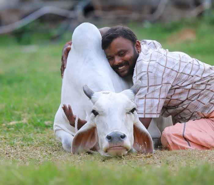 Cow Hug Day : 14 फरवरी को मनाया जाएगा 'काऊ हग डे' गाय को गले लगाने के लिए 200 डॉलर क्यों दे रहे विदेशी?