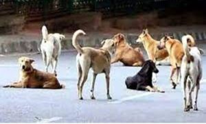 (Indore Dogs) इंदौर में कुत्तों का आतंक, आवारा कुत्तों से जूझ रहे शहरी लोग